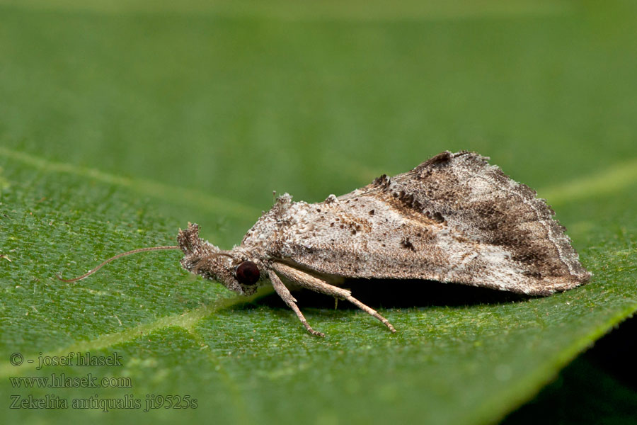 Zekelita antiqualis