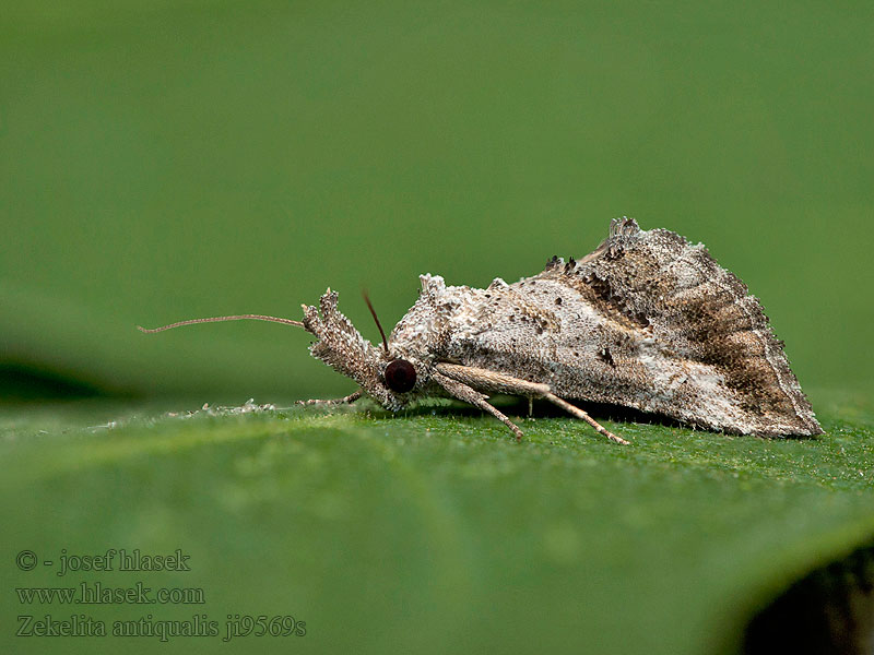Zekelita antiqualis Pyralis Усатка буро-серая