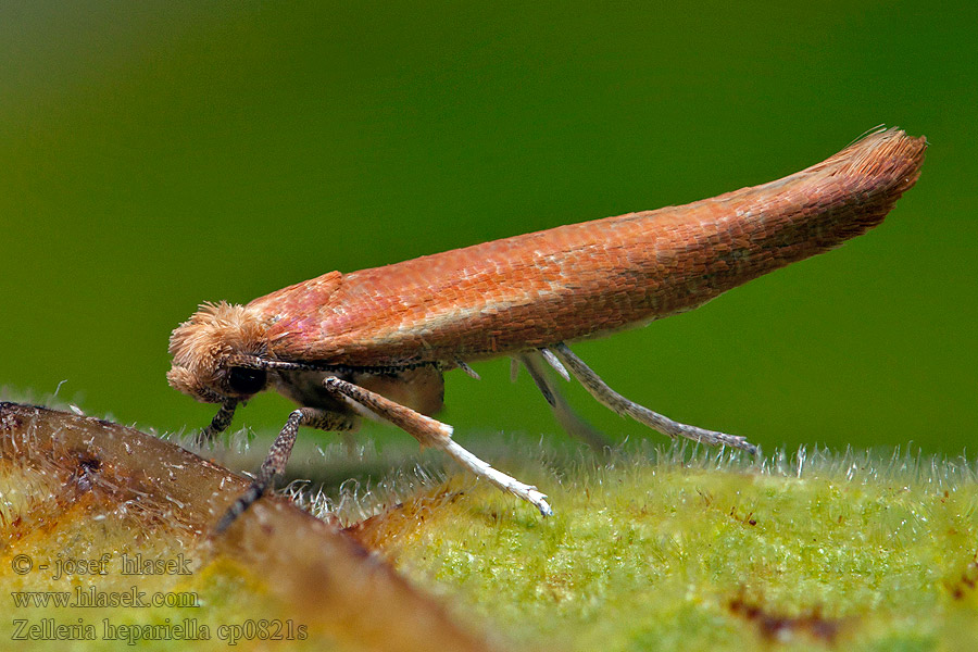 Zelleria hepariella