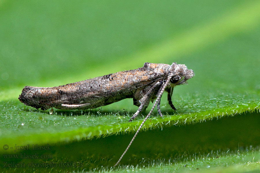 Zelleria oleastrella