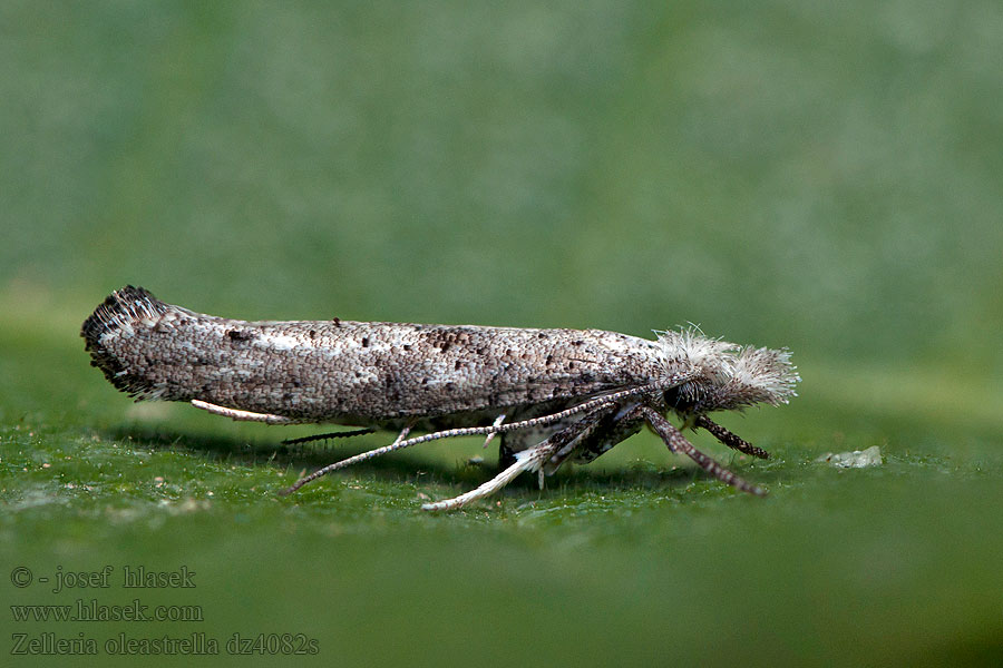 Zelleria oleastrella