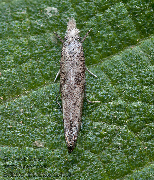 Zelleria oleastrella