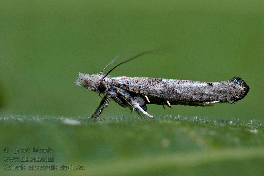 Zelleria oleastrella