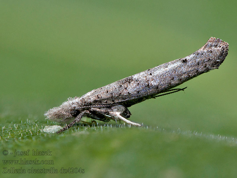 Zelleria oleastrella