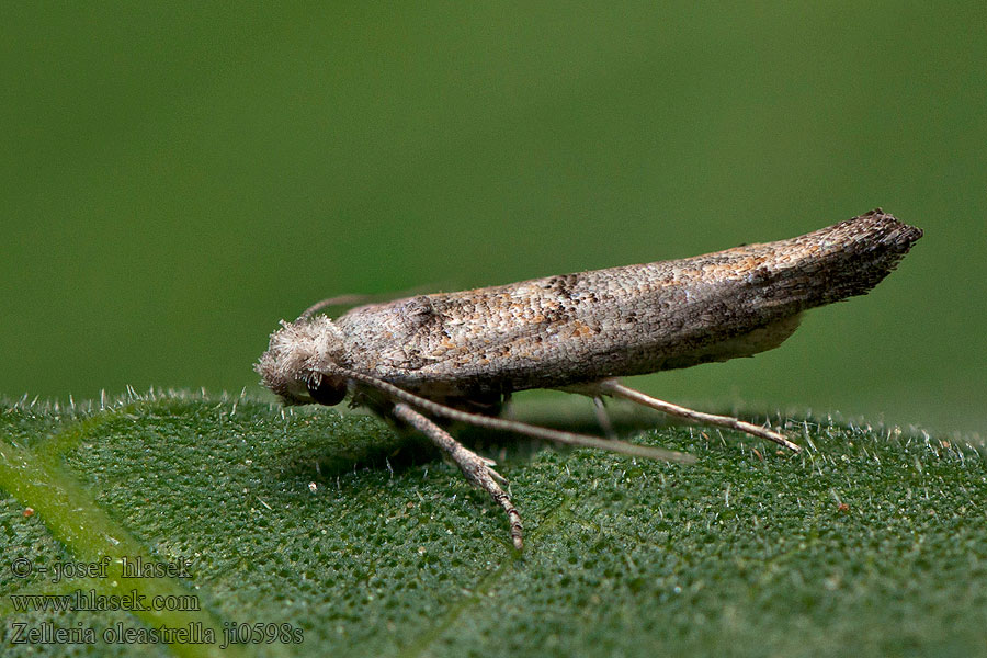 Zelleria oleastrella