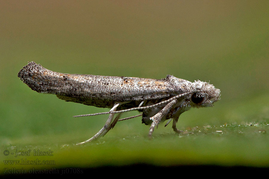 Zelleria oleastrella