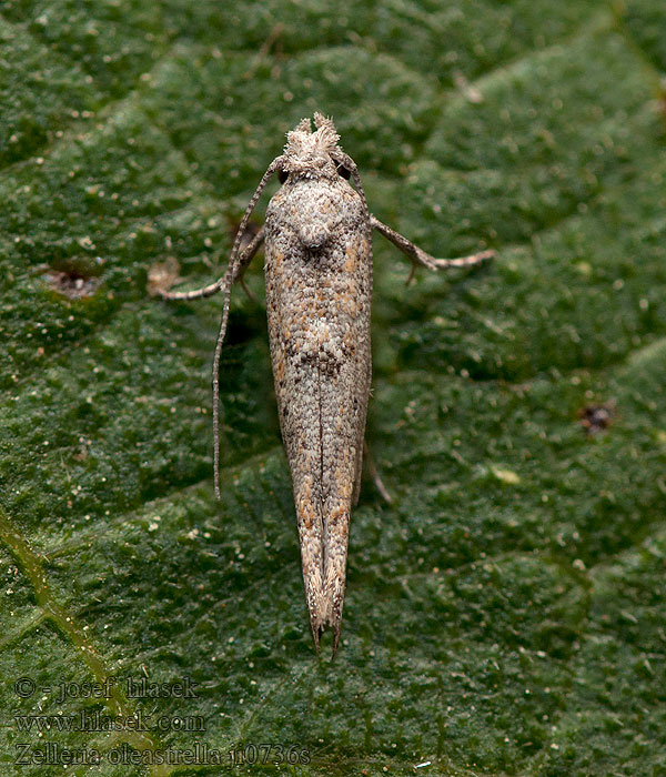 Zelleria oleastrella
