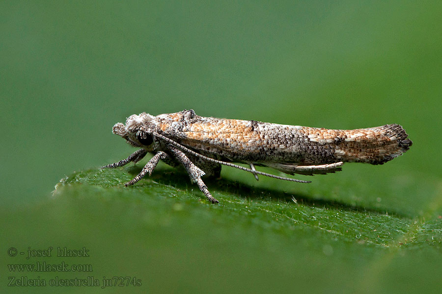 Zelleria oleastrella