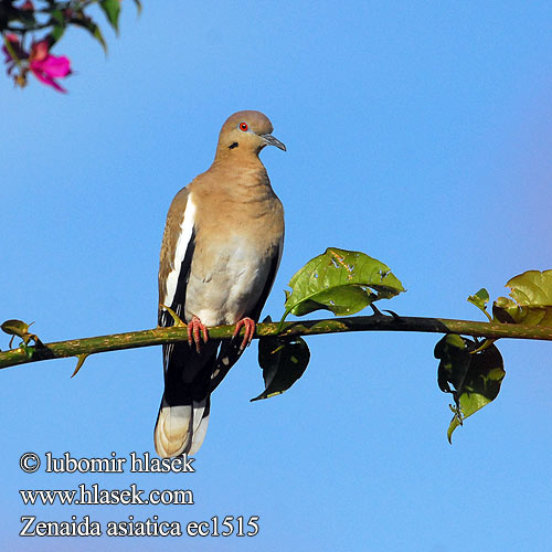 Weißflügeltaube White-winged Dove Aliblanca Barbarin Paloma