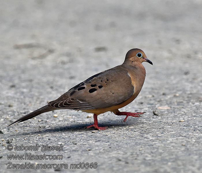 Sørgedue Mourning Dove Zenaida Huilota Vaikertajakyyhky