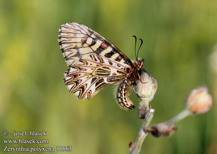 Zerynthia polyxena Osterluzeifalter