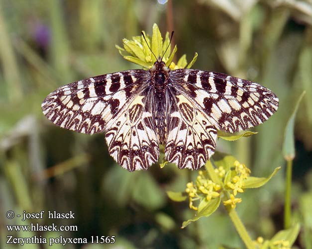 Zerynthia polyxena Polissena Diane