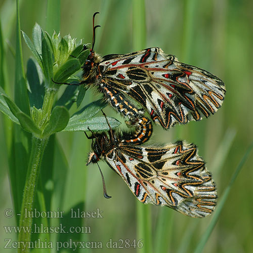 Zerynthia polyxena Парусник поліксена