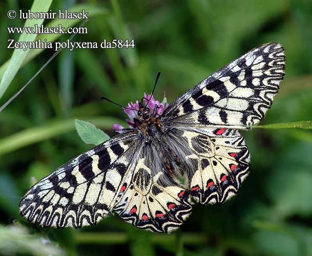 Zerynthia polyxena Southern Festoon Polissena Diane