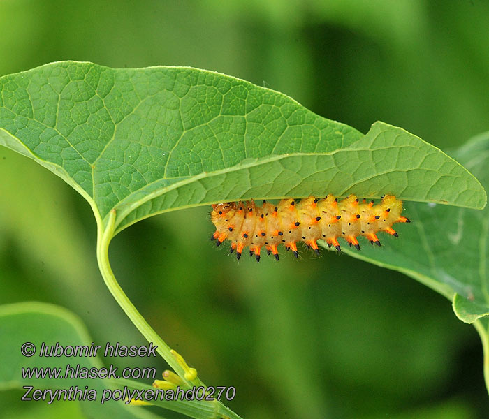 Southern Festoon Zerynthia polyxena