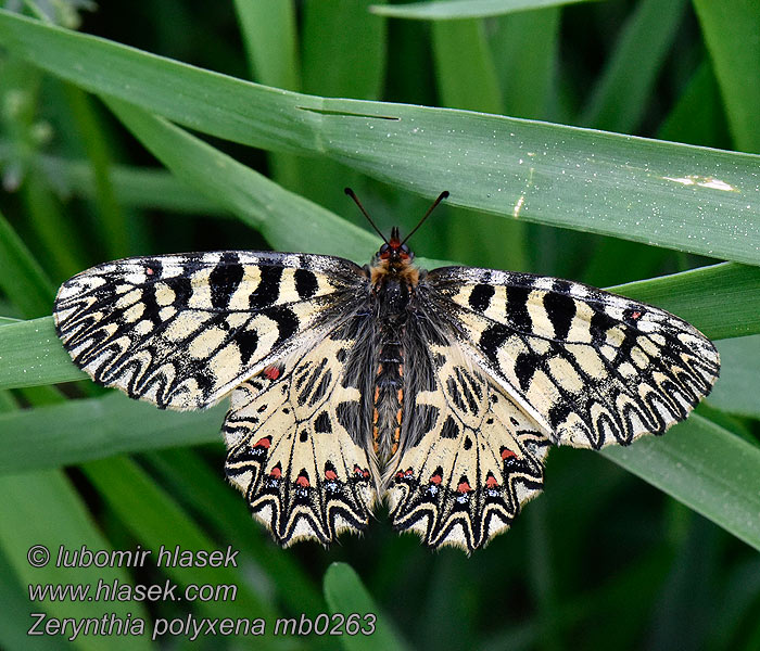 Farkasalma lepke Zygzakowiec kokornakowiec Zerynthia polyxena