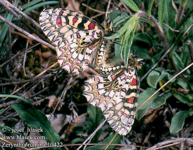 Zerynthia rumina Mariposa Arlequín Spanish festoon Proserpine Spanischer Osterluzeifalter Westlicher スカシタイスアゲハ