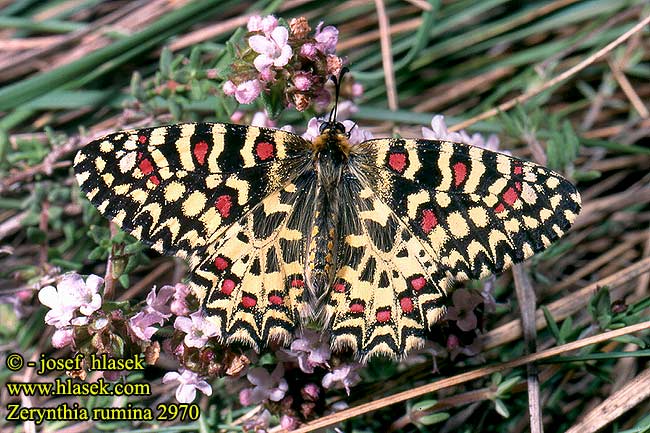 Zerynthia rumina Spanish festoon Proserpine Spanischer Osterluzeifalter Westlicher スカシタイスアゲハ Mariposa Arlequín