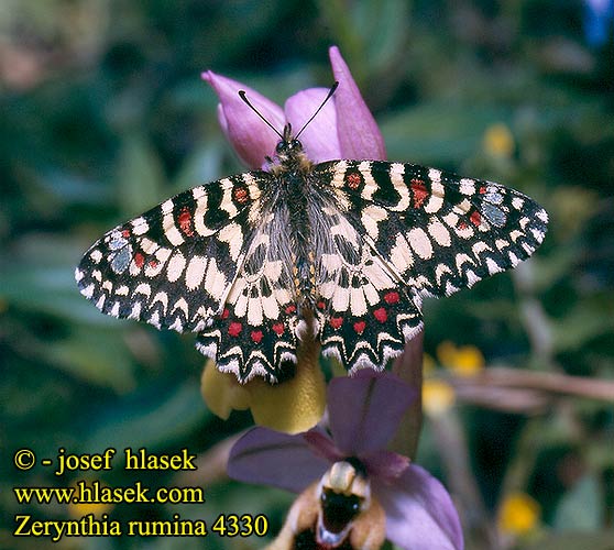 Proserpine Spanischer Osterluzeifalter Zerynthia rumina