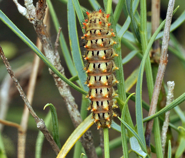 Mariposa Arlequín Zerynthia rumina