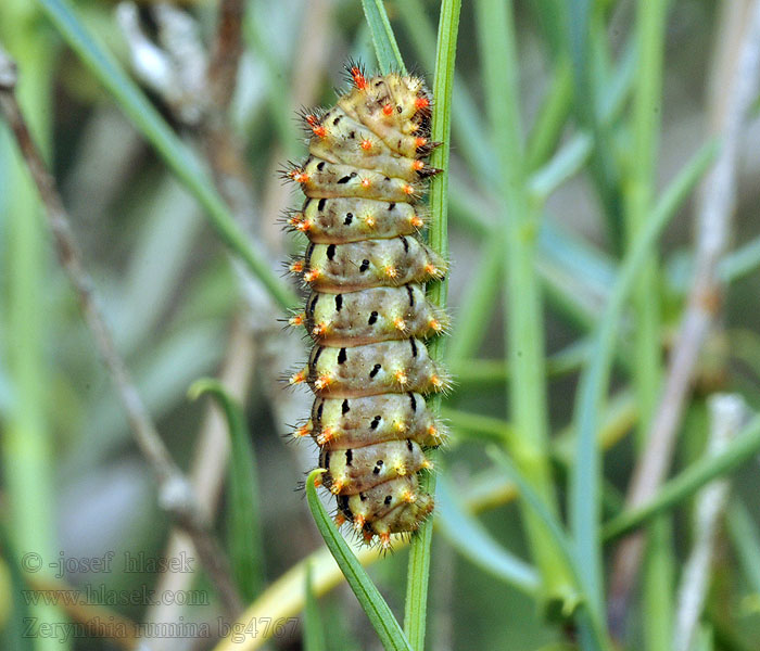 Zerynthia rumina Mariposa Arlequín