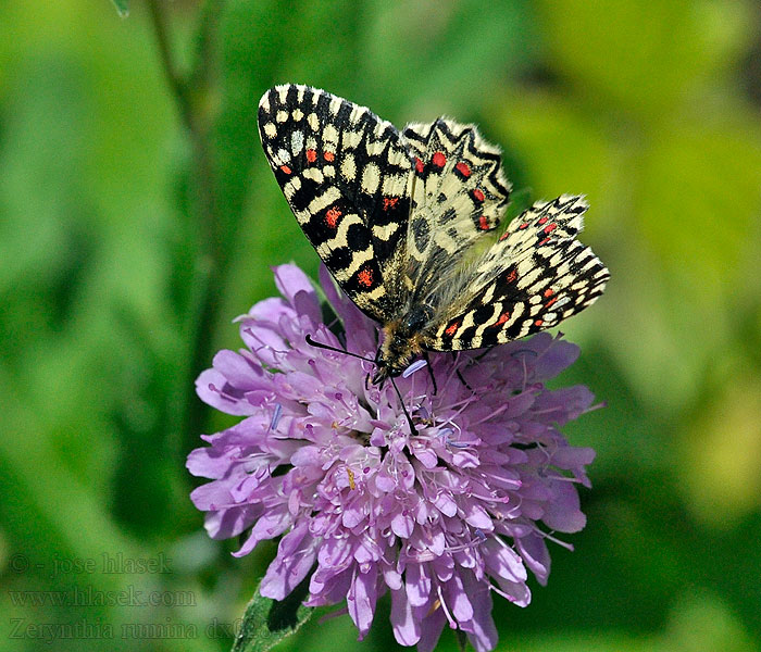 Zerynthia rumina Mariposa Arlequín Spanish festoon Proserpine