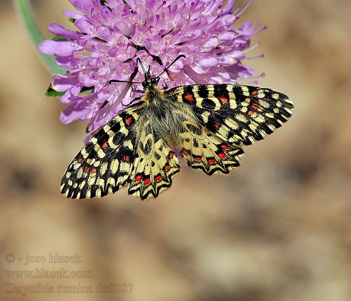 Zerynthia rumina Spanischer Osterluzeifalter Westlicher スカシタイスアゲハ