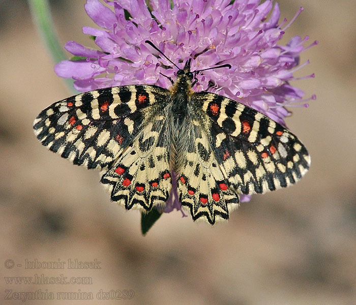 Mariposa Arlequín Zerynthia rumina