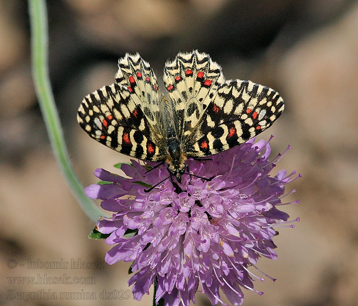 Spanish festoon Proserpine Zerynthia rumina