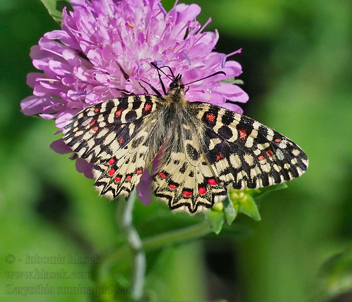 Spanischer Osterluzeifalter Westlicher Zerynthia rumina