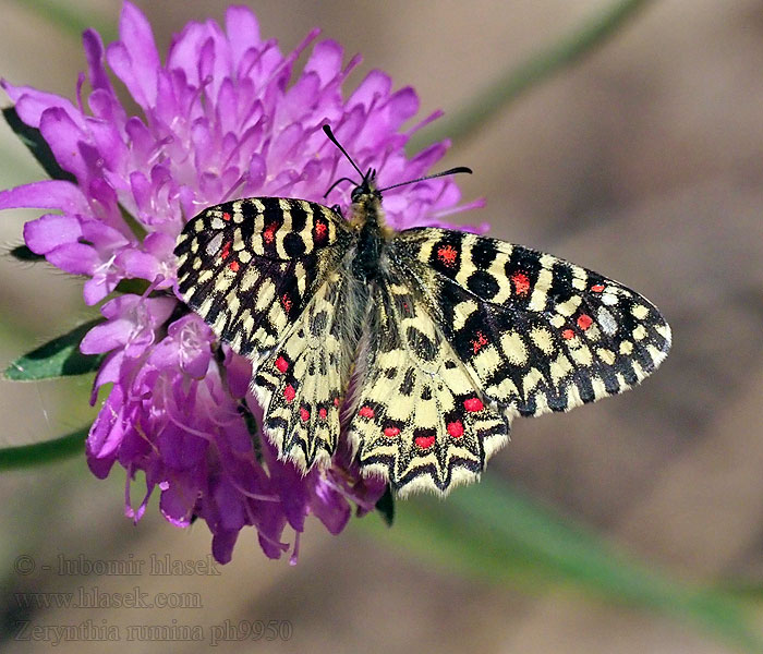 スカシタイスアゲハ Zerynthia rumina