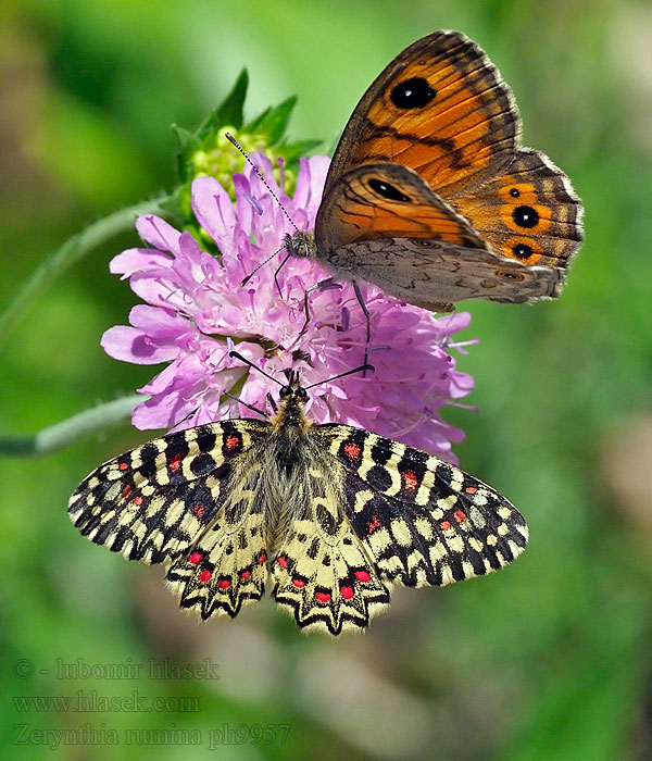 Zerynthia rumina