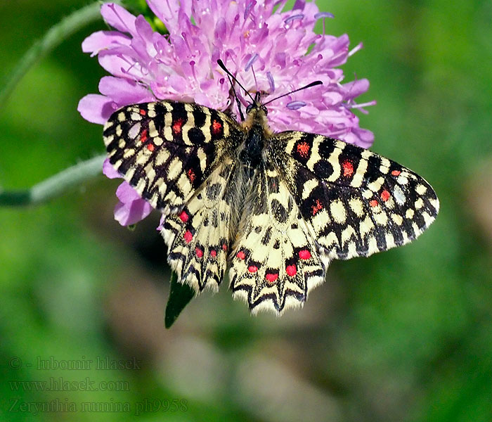 Zerynthia rumina