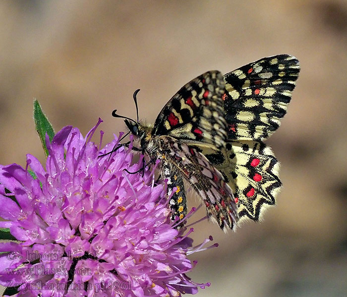 Zerynthia rumina