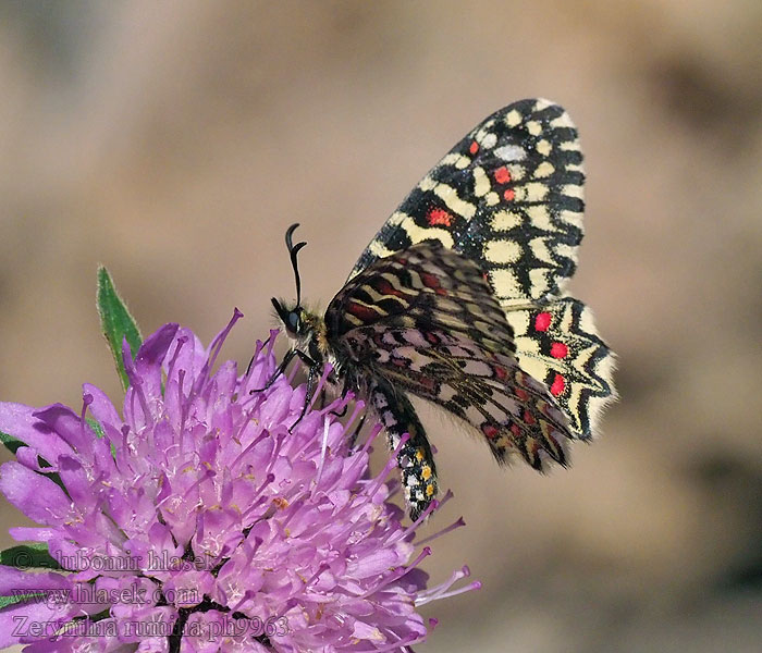 Zerynthia rumina