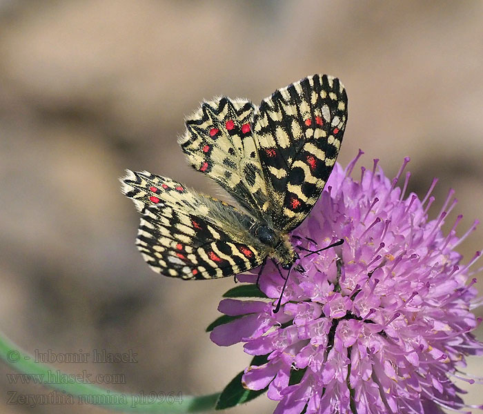 Zerynthia rumina