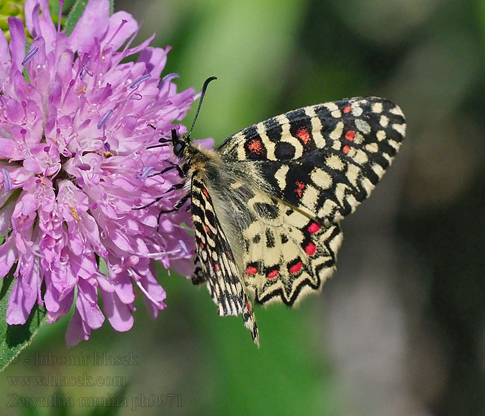 Zerynthia rumina