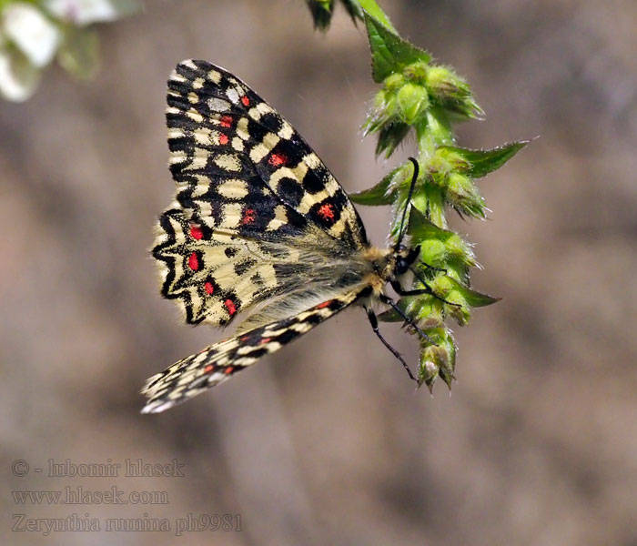 Zerynthia rumina