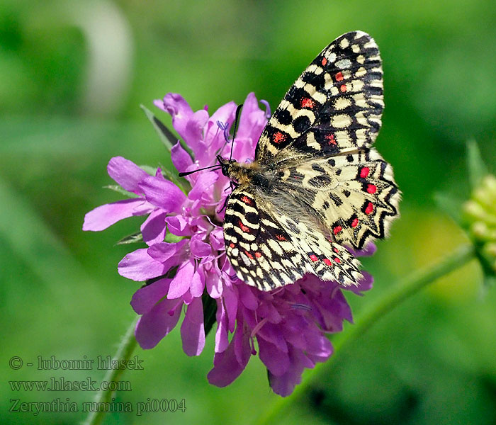 Zerynthia rumina Osterluzeifalter Westlicher スカシタイスアゲハ