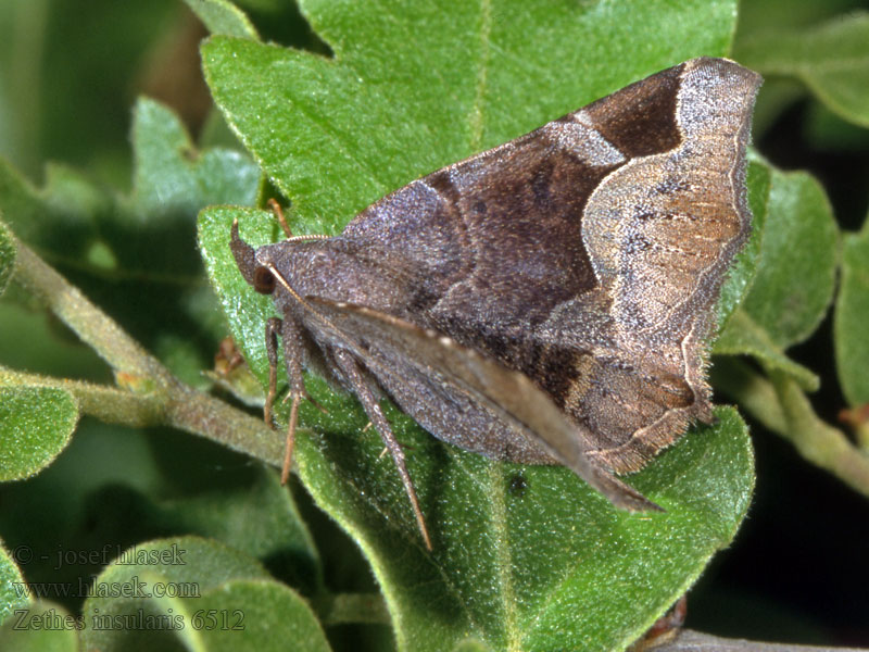 Zethes insularis Zéthède insulaire