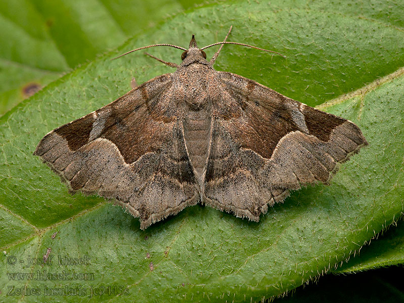 Zethes insularis Zéthède insulaire