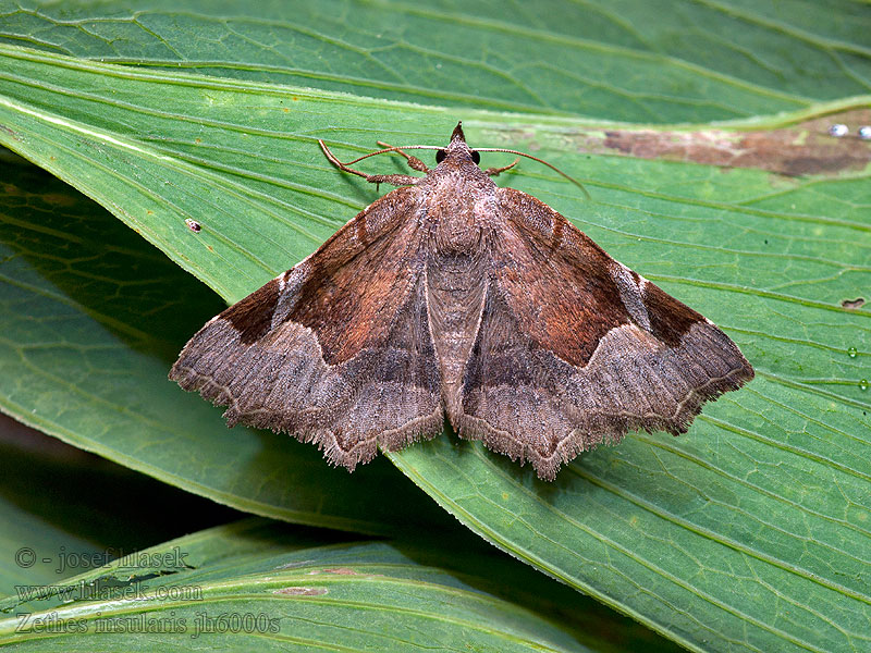 Zethes insularis