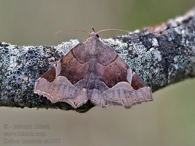 Zéthède insulaire Zethes insularis