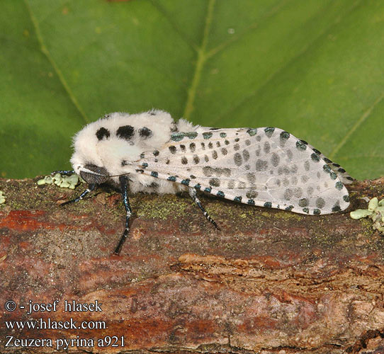 Zeuzera pyrina Leopard Moth Zeuzere du poirier Blafläckig träfjäril