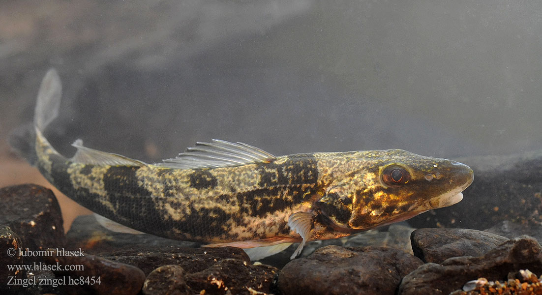 Zingel fisch Czop czarny Kolok veľký Magyar bucó