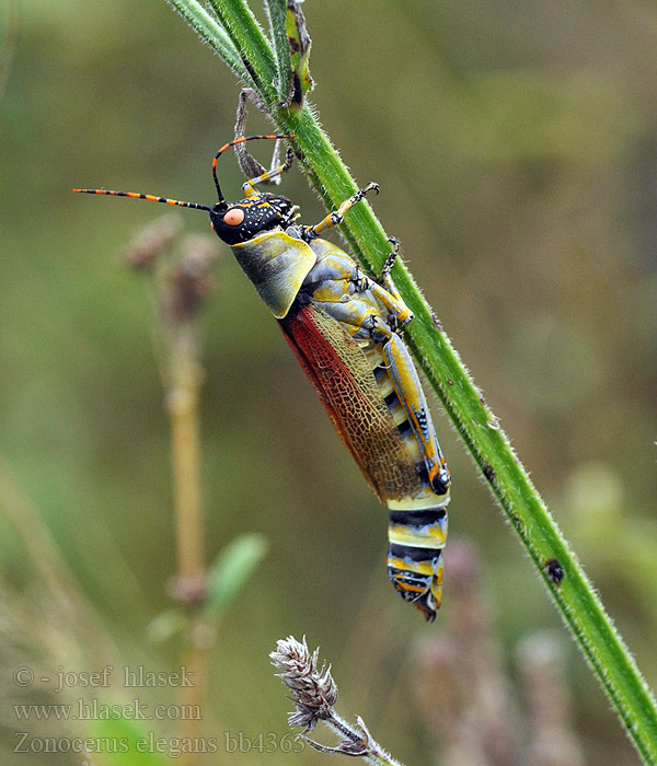 Zonocerus elegans Kegelkopfschrecken Elegant Grasshopper Pirgomórfidos