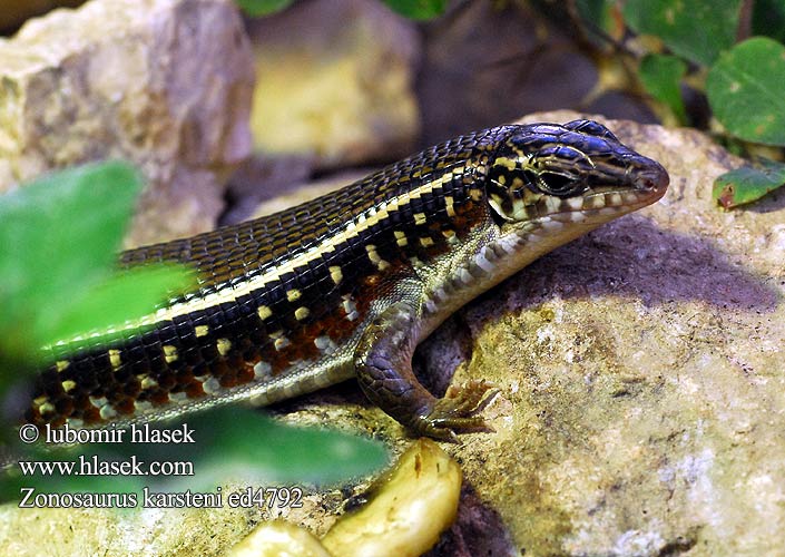 Zonosaurus karsteni Karsten's Zonosaur girdled lizard