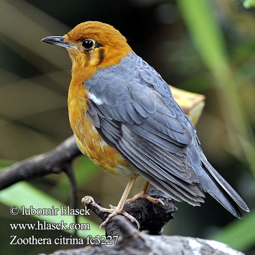 Zoothera citrina Orange-headed Thrush Drozd oranžovohlavý