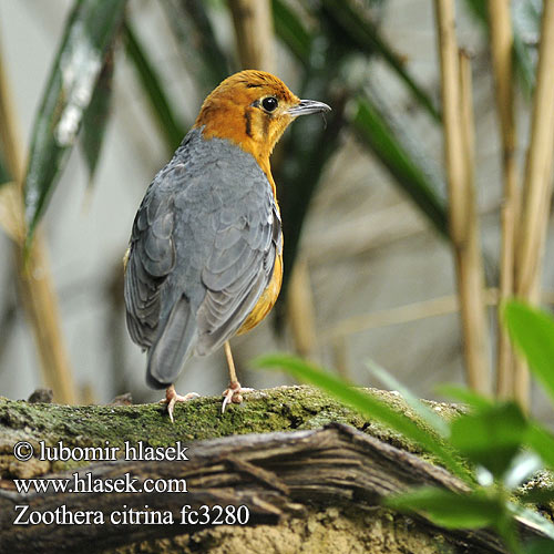 Grive tête orange Tordo testa aranciata オレンジジツグミ