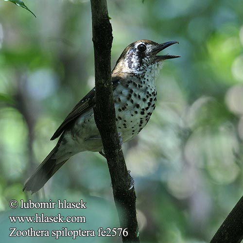 Zoothera spiloptera Spot-winged Thrush Drozd srílanský